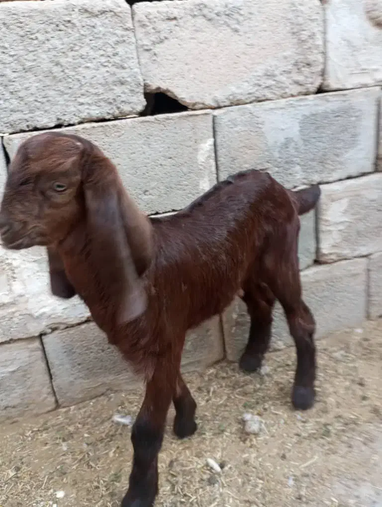 یک عددکهره ی نردرجه 1|حیوانات مزرعه|جنت, |دیوار