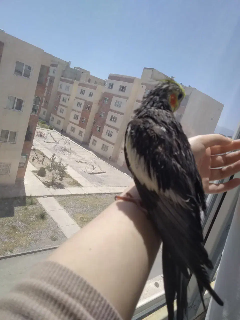 گم‌شده  عروس هلندی|حیوانات|گلبهار, شهر جدید گلبهار|دیوار