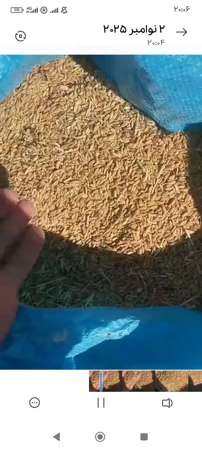 جو و ارپا|خوردنی و آشامیدنی|هشترود, |دیوار