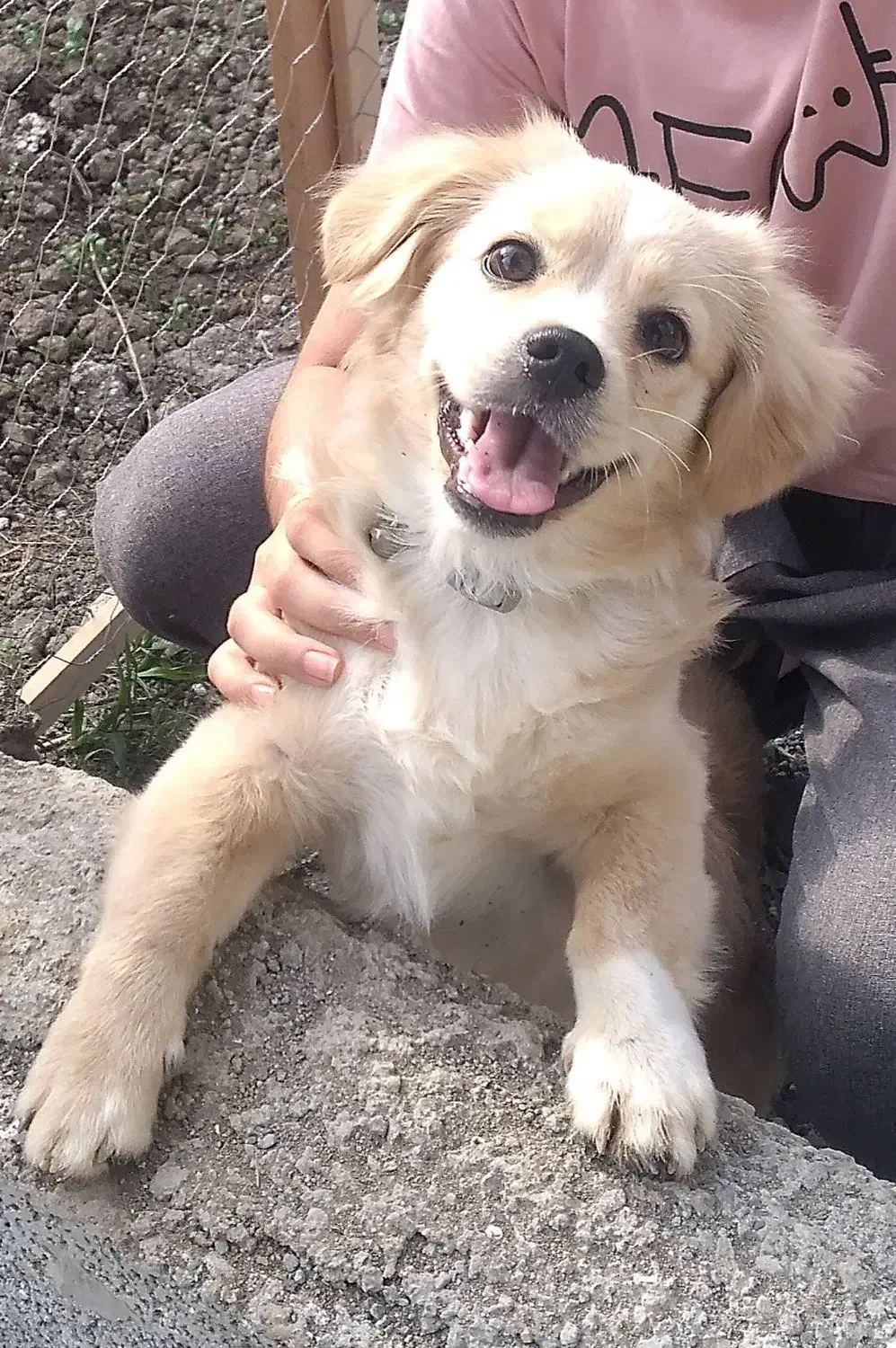 سگ گم شده|حیوانات|تنکابن, |دیوار