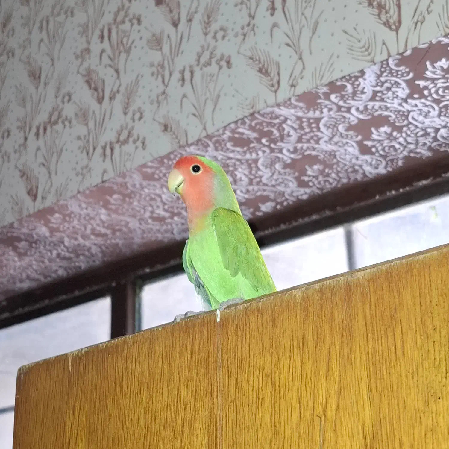 طوطی برزیلی|پرنده|دزفول, |دیوار