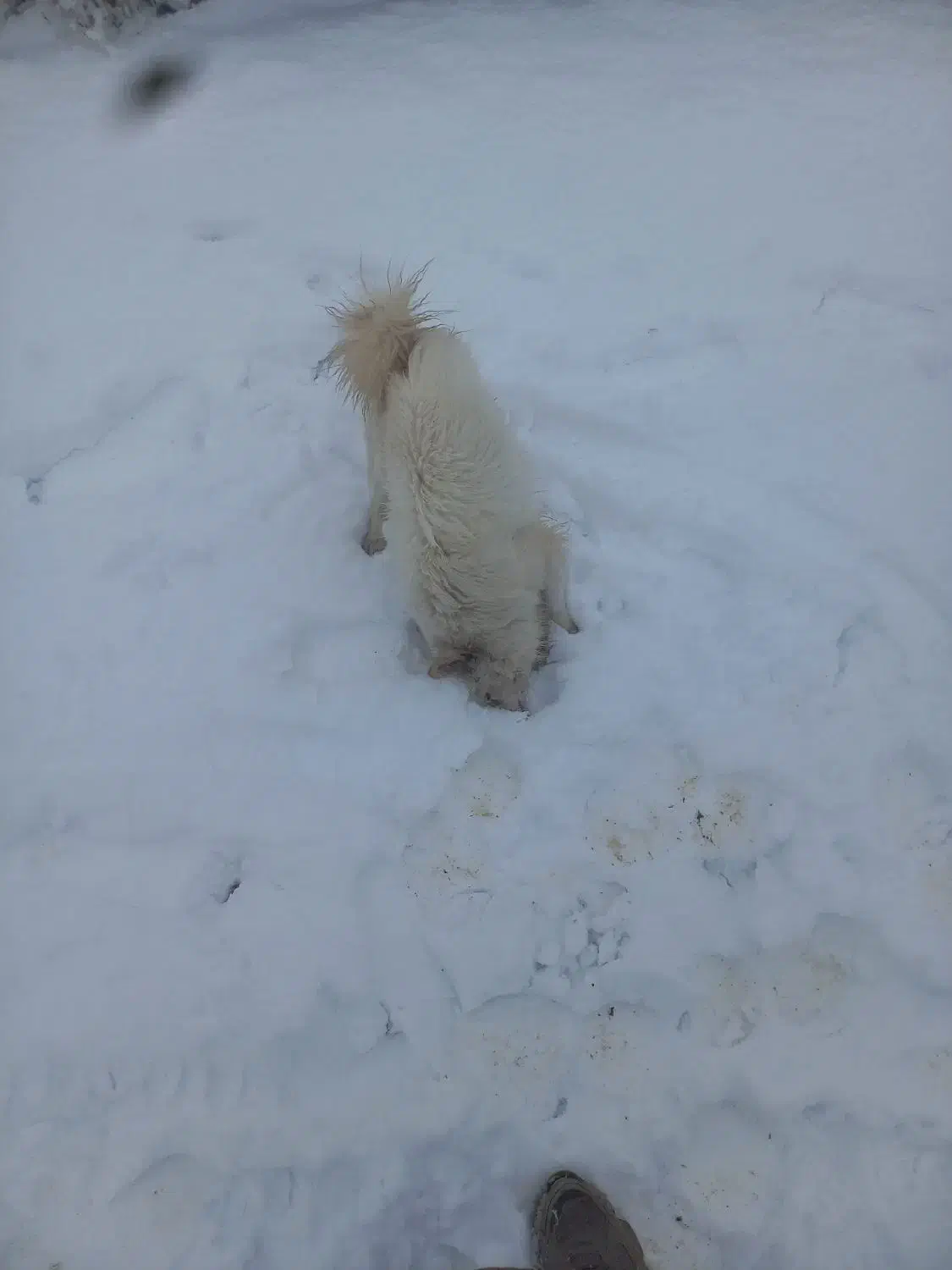 حیوان|سگ|جلگه ماژان, |دیوار