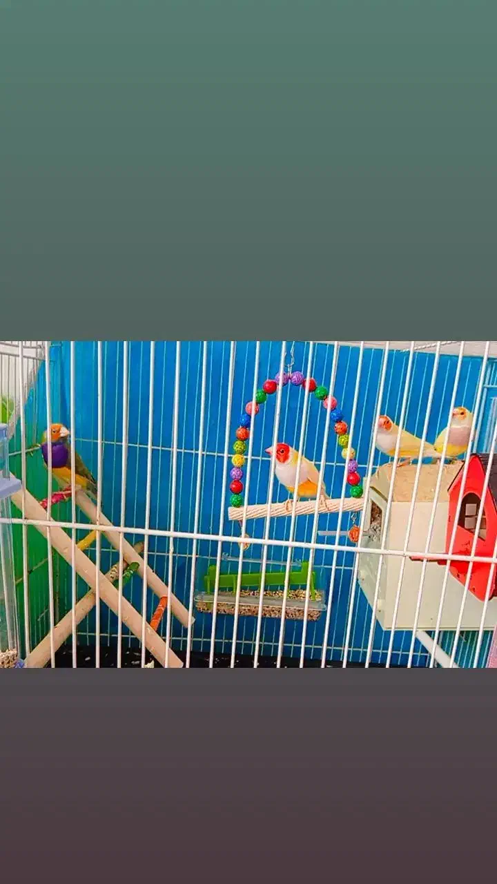 دوجفت فنچ گلدین عالی ومولد|پرنده|گلبهار, شهر جدید گلبهار|دیوار