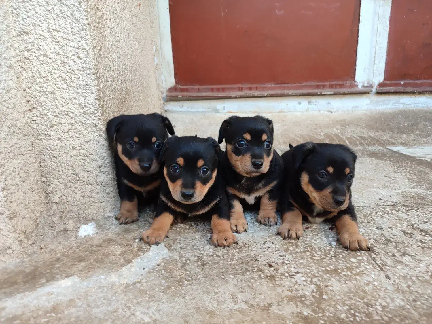 سگ پینچر دوبرمن مینیاتوری|سگ|کرمانشاه, |دیوار