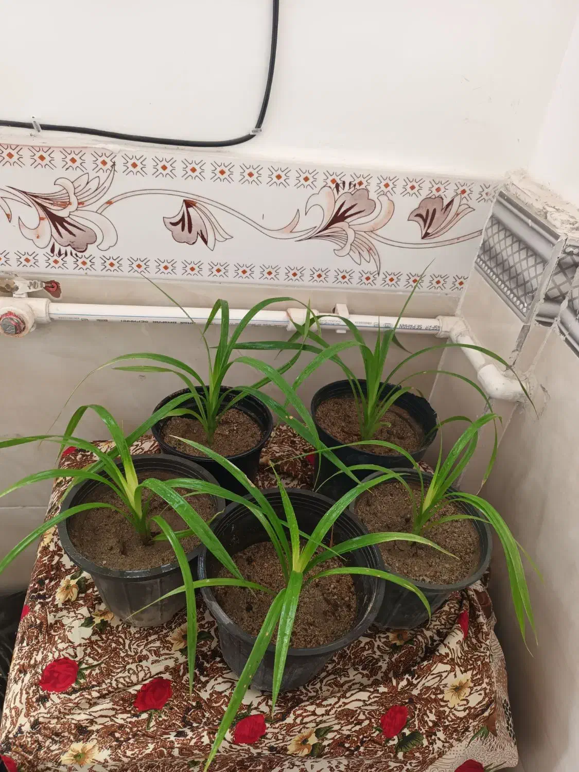 چندتاگل طبیعی|گل و گیاه طبیعی|میاندوآب, |دیوار