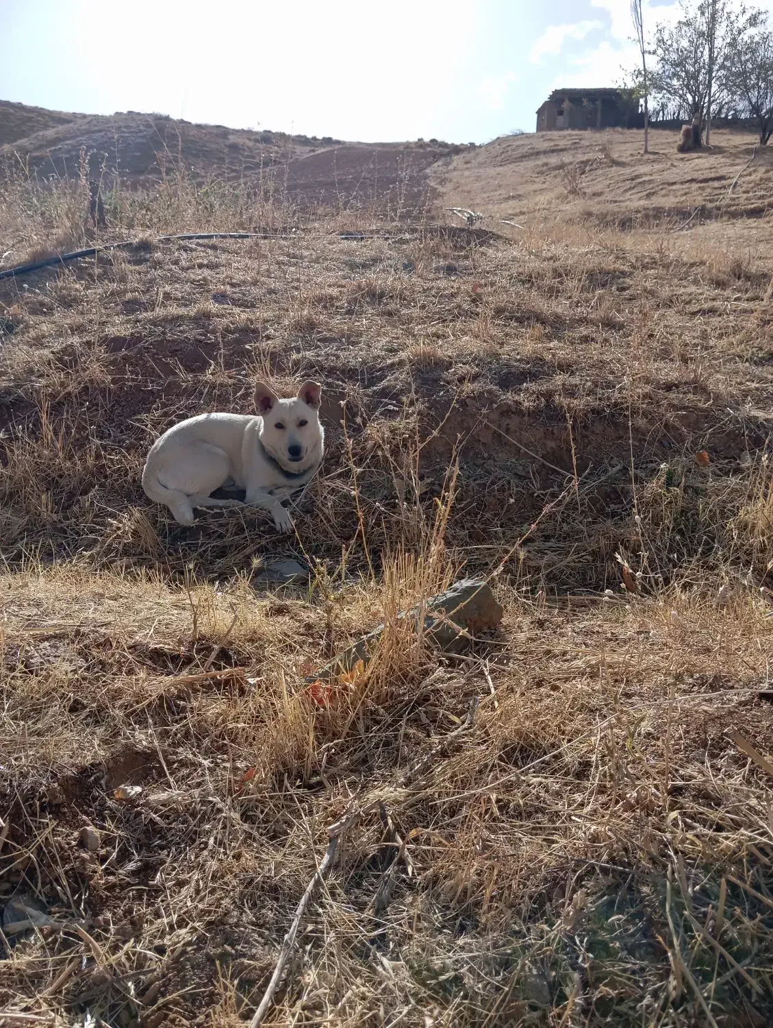 توله سگ|سگ|سقز, |دیوار