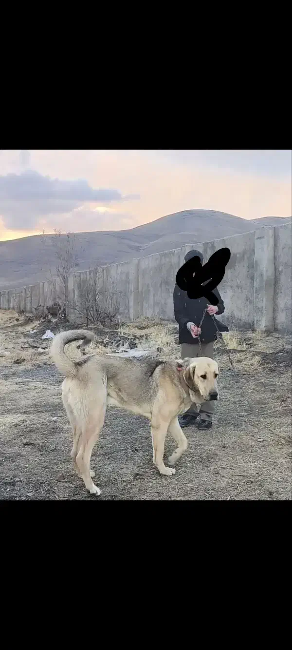 سگ گم شده|حیوانات|تویسرکان, |دیوار