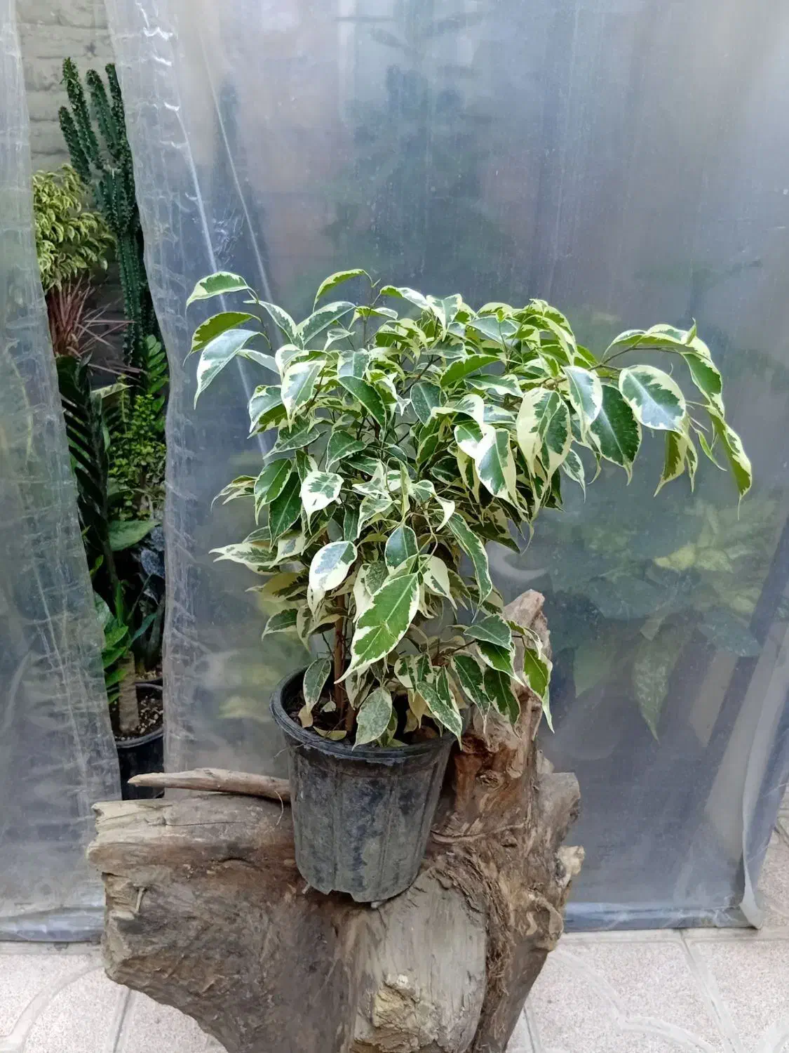 گل های اپارتمانی|گل و گیاه طبیعی|خوی, |دیوار