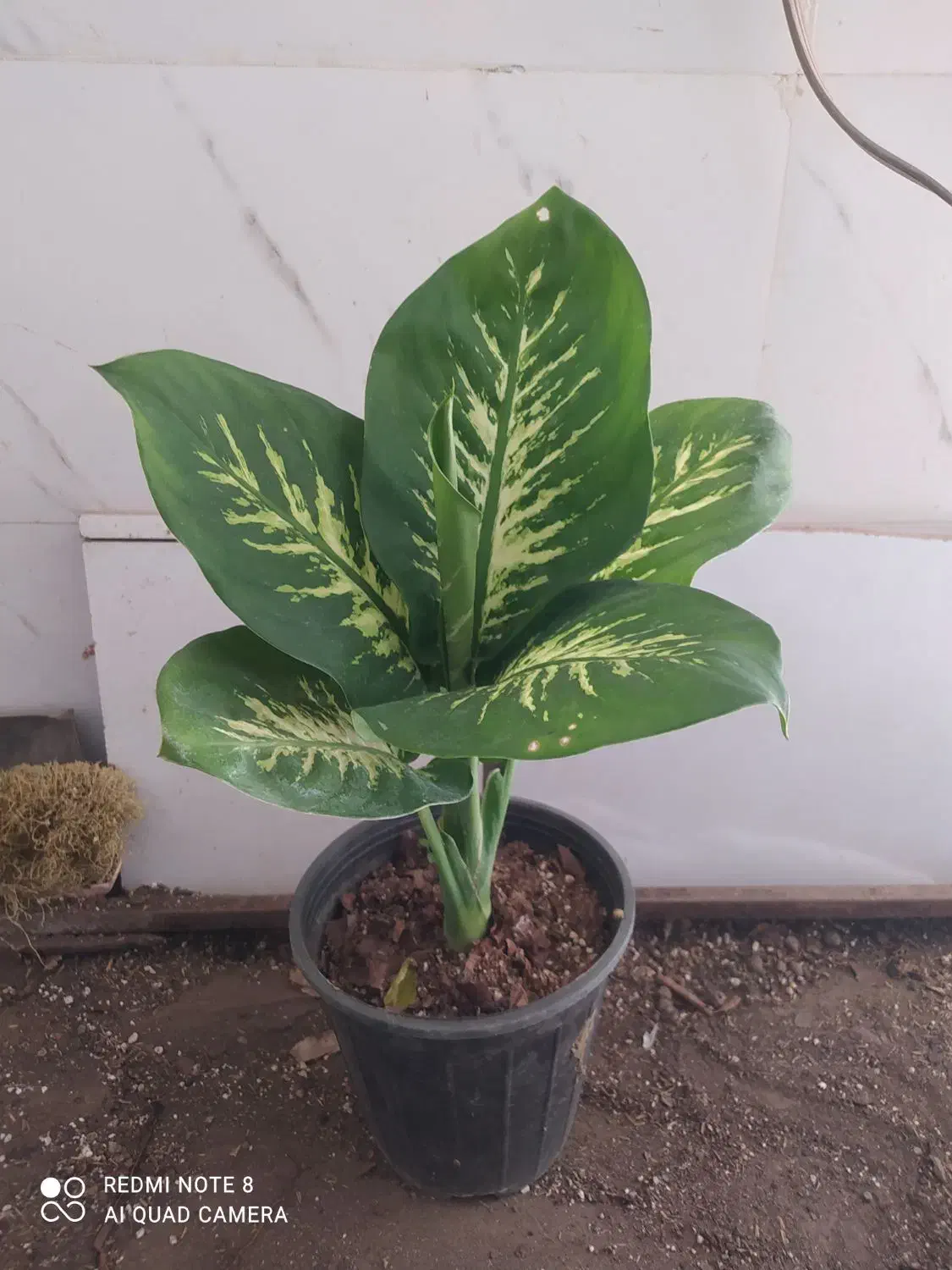 گل و گیاه دیفن باخیا|گل و گیاه طبیعی|اهواز, سیصد دستگاه|دیوار