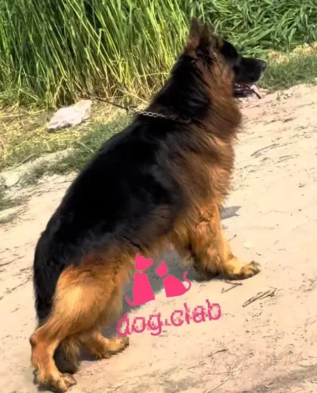 سگ ژرمن +سراب نگهبان فول|سگ|بندر انزلی, جفرود پایین|دیوار