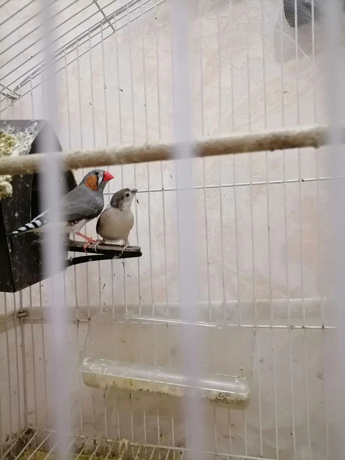 فنچ|پرنده|ری, منصوریه منگل|دیوار