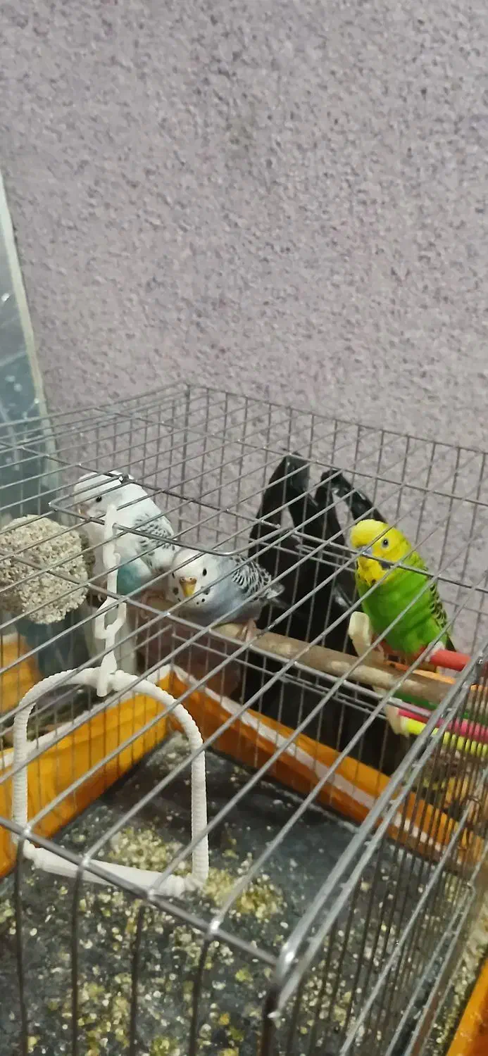 ۳مرغ عشق با عروس هلندی|پرنده|زرند, |دیوار