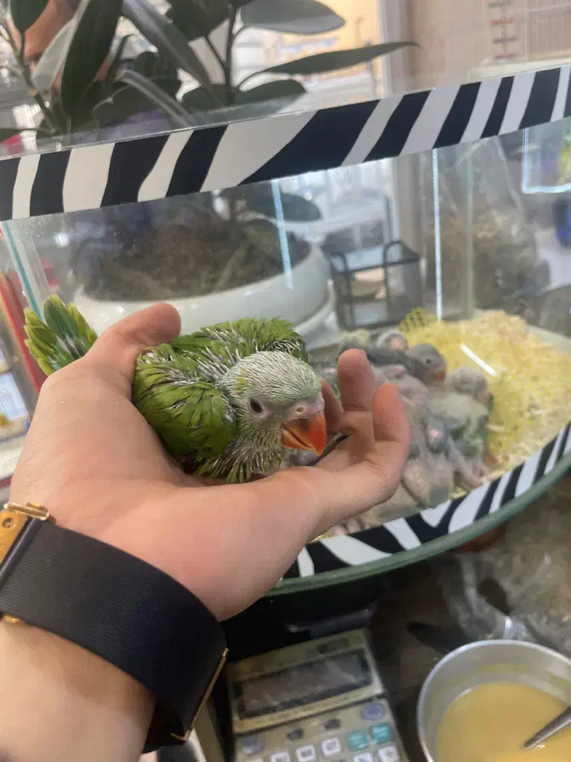 جوجه سرلاکی ملنگو (زیر قیمت همه جا) کاسکو شاه طوطی|پرنده|تهران, جیحون|دیوار