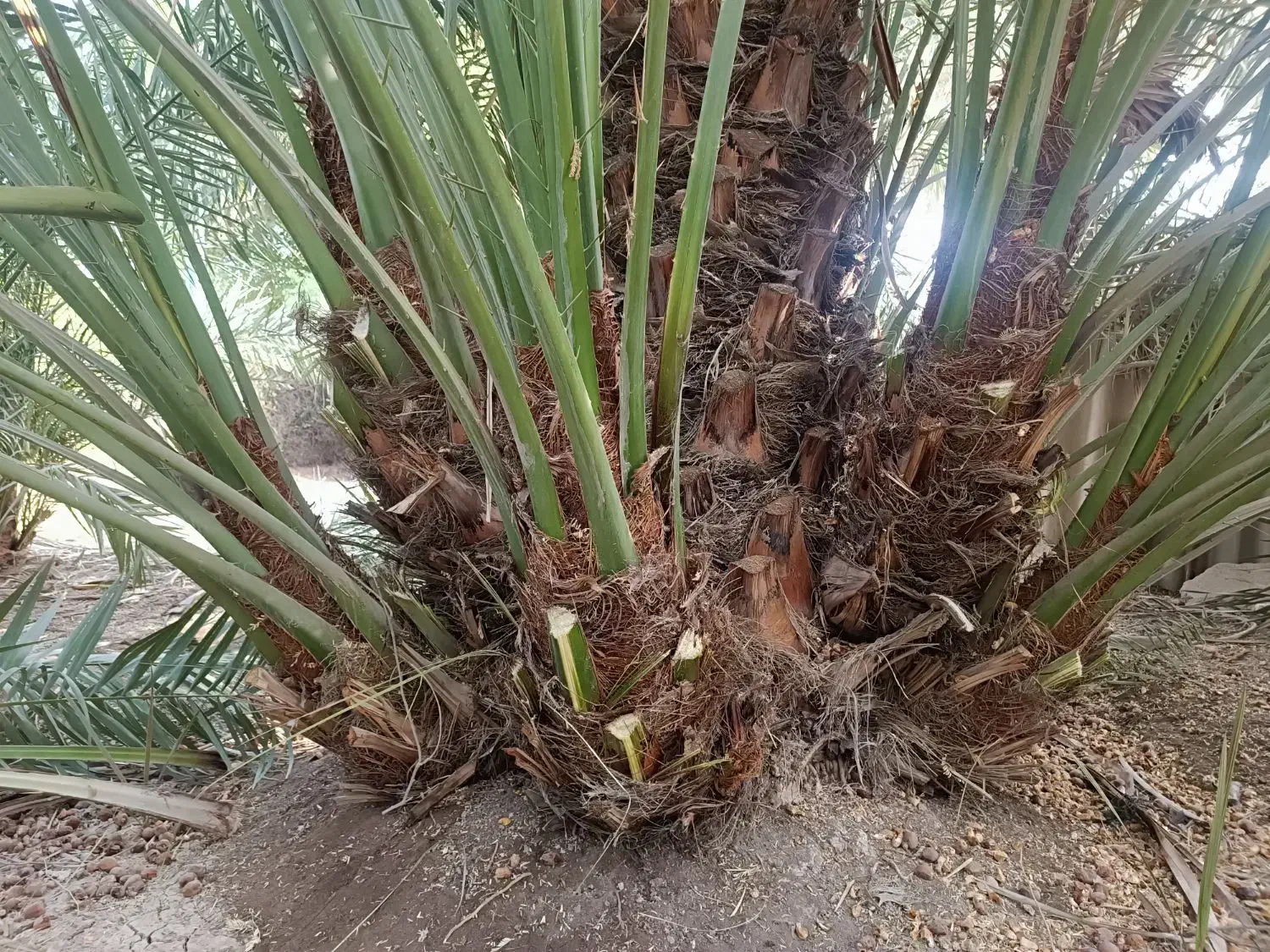 گل و گیاه|گل و گیاه طبیعی|آبادان, |دیوار