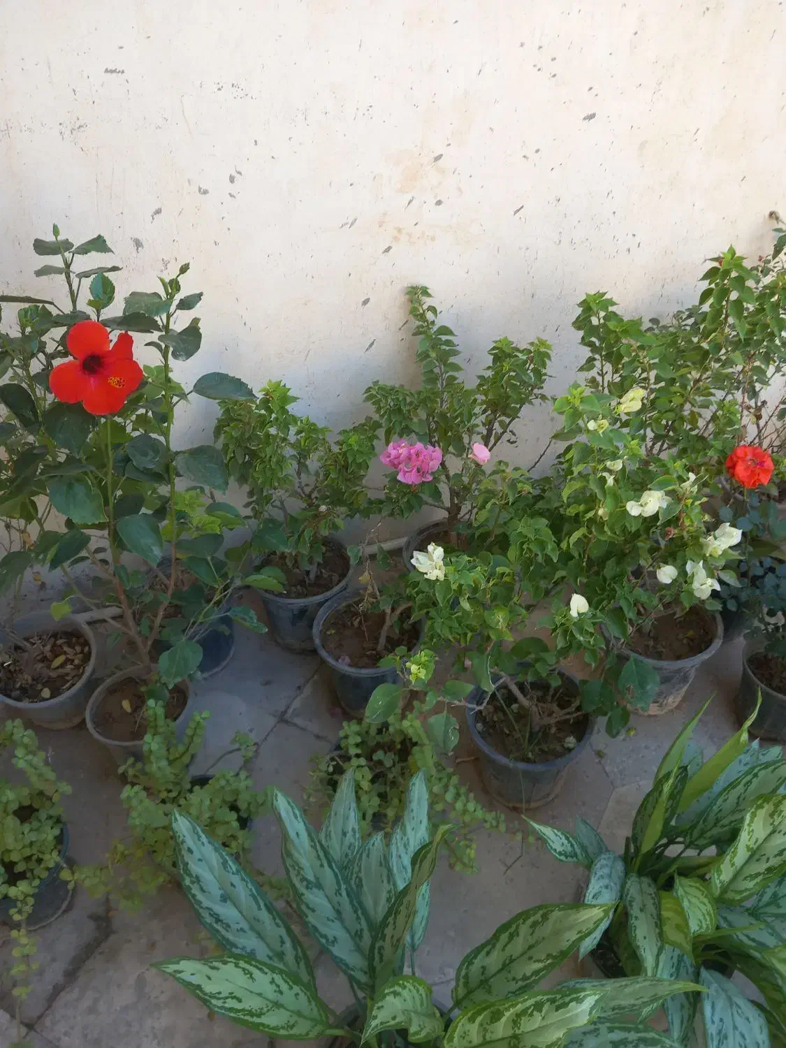 سیم کارت سبز|سیمکارت|بندر دیر, |دیوار