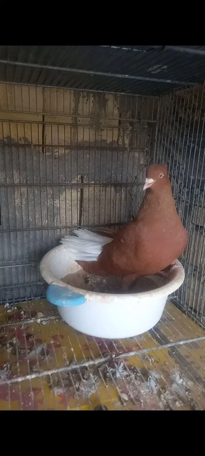 سرخ دم سفید|حیوانات|آباده, |دیوار