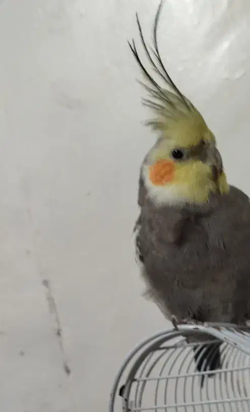 عروس هلندی|پرنده|خاش, |دیوار