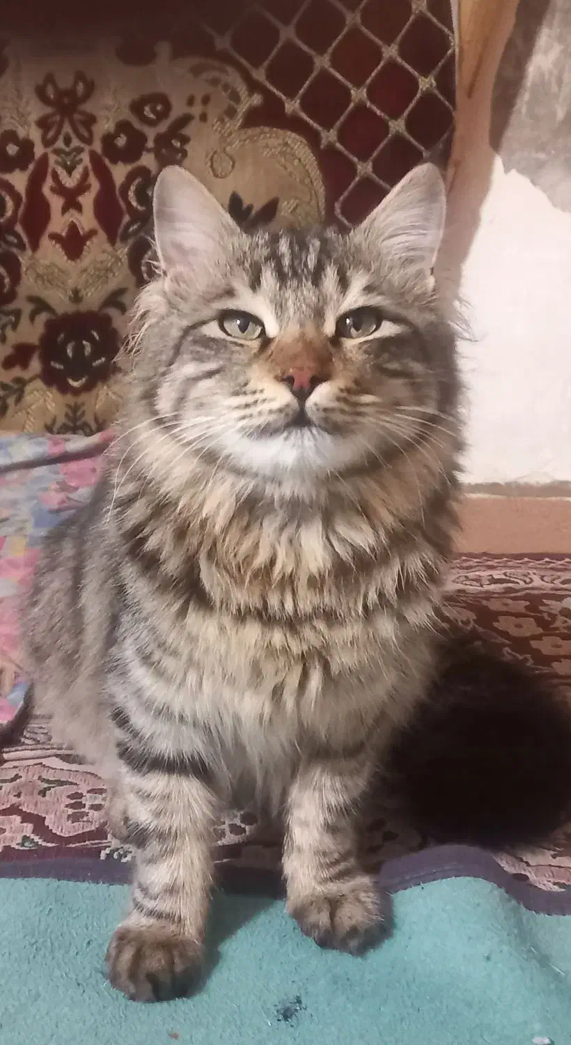 گربه خانگی پرشین|گربه|نمین, |دیوار