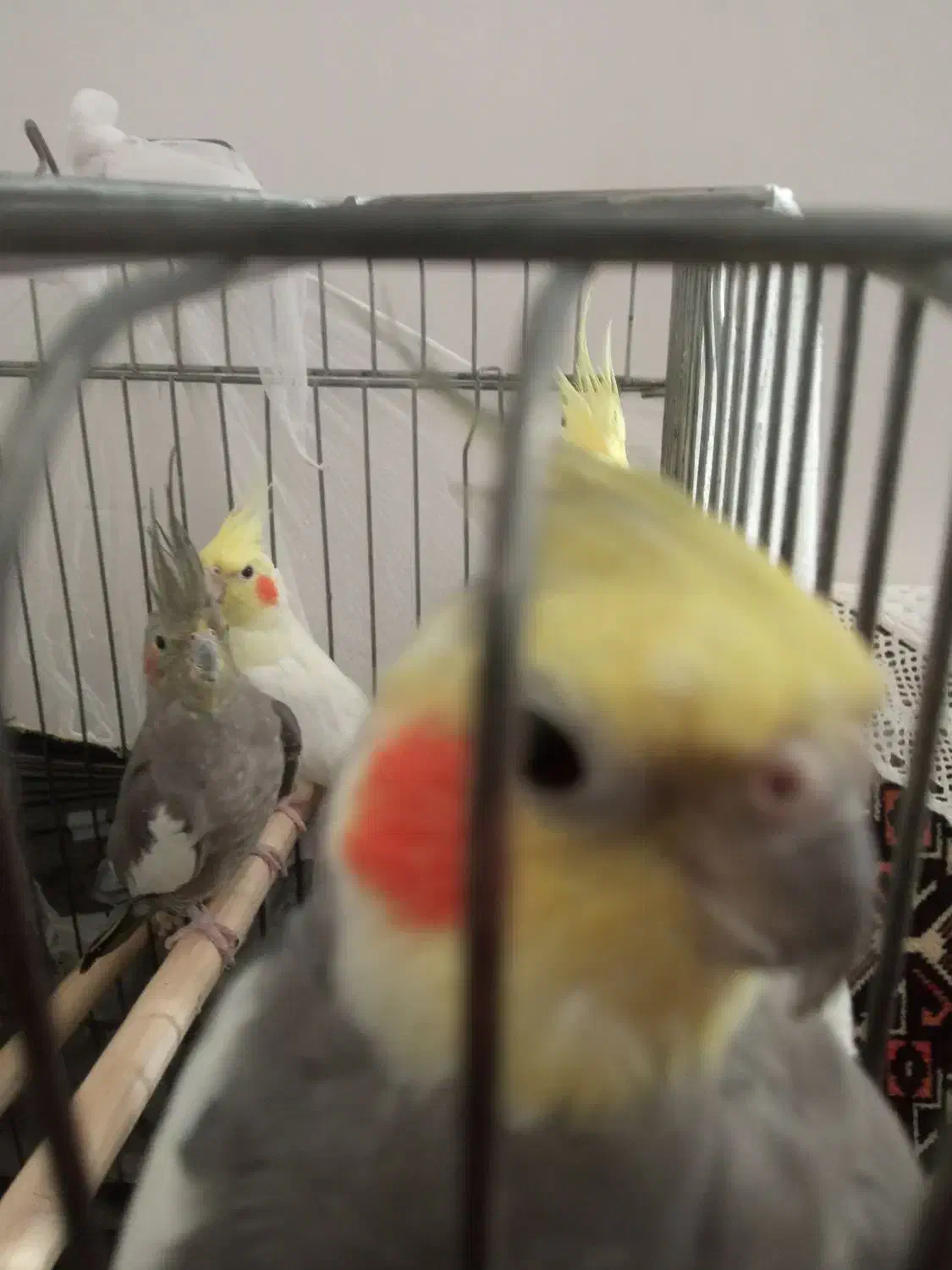 عروس هلندی|پرنده|میانه, |دیوار