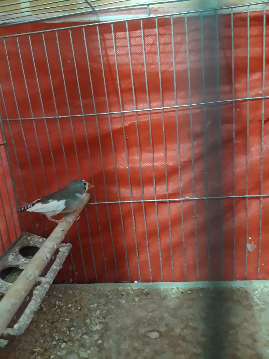 فنج ماده|پرنده|خمینیشهر, |دیوار