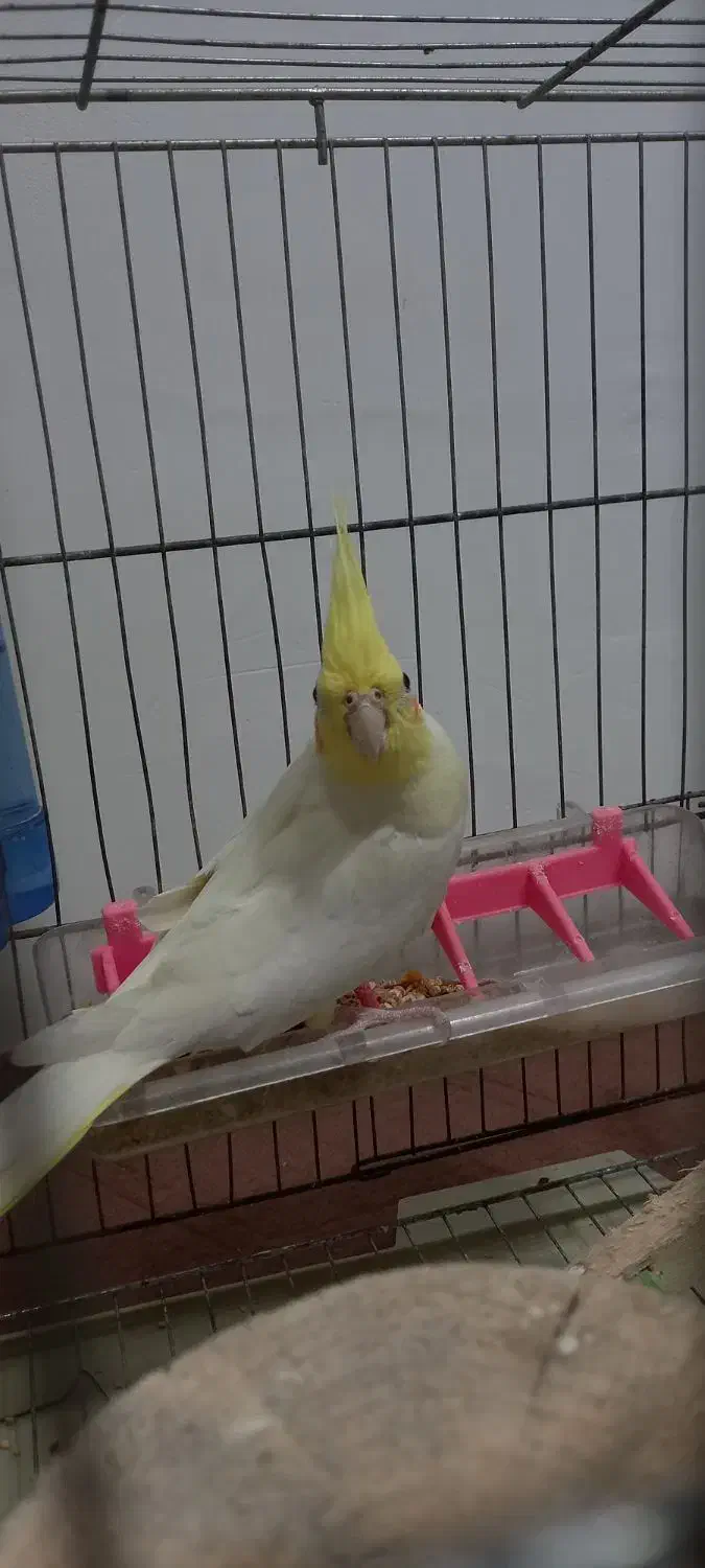 طوطی عروس لوتینو|پرنده|رشت, یخسازی|دیوار