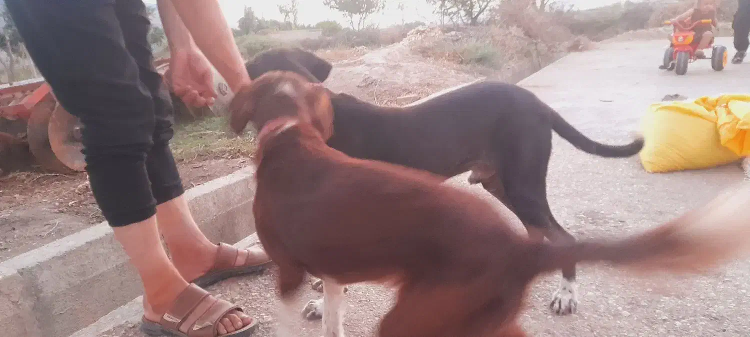 توله سگ دنبالانی حرفی واکسن خورده|سگ|گلی داغ, |دیوار