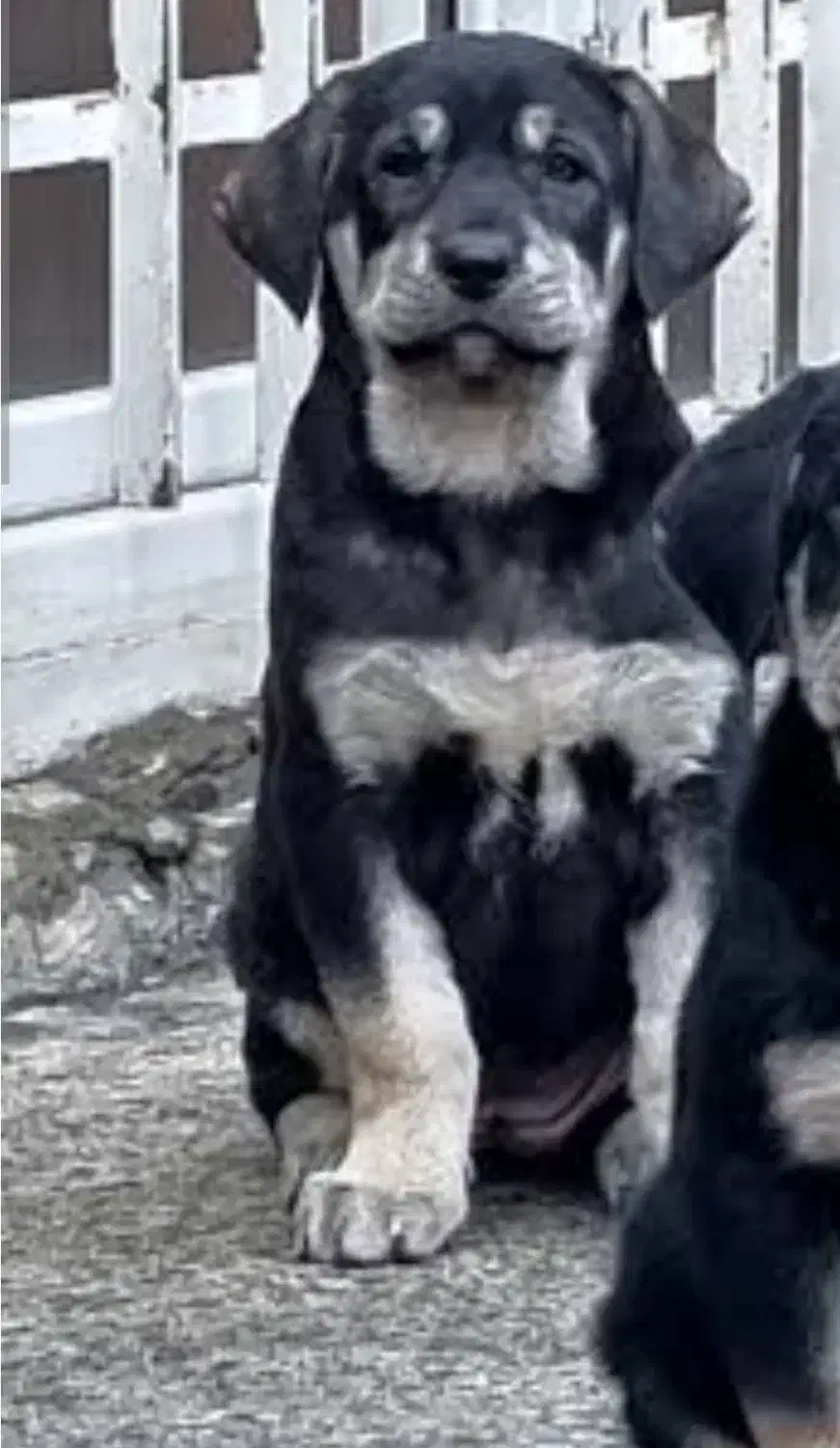 سگ نگهبان|سگ|مشهد, جانباز|دیوار