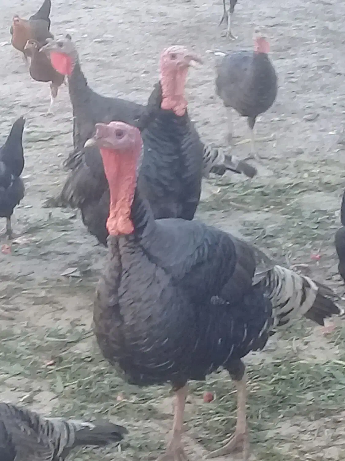 فروش تخم نطفه دار بوقلمون و غاز و مرغ|حیوانات مزرعه|دزفول, |دیوار