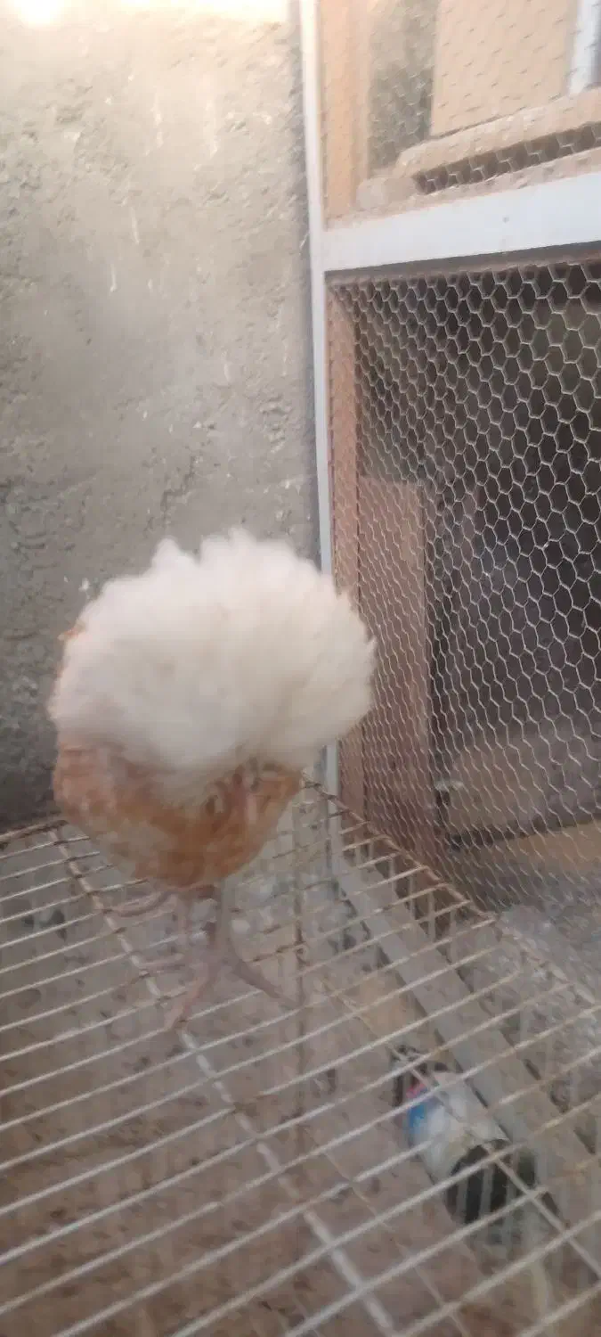 جوجه پولند|حیوانات مزرعه|کاشان, فین کوچک|دیوار