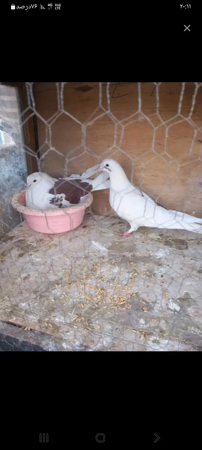 کفتر طلا|پرنده|ماهدشت, |دیوار