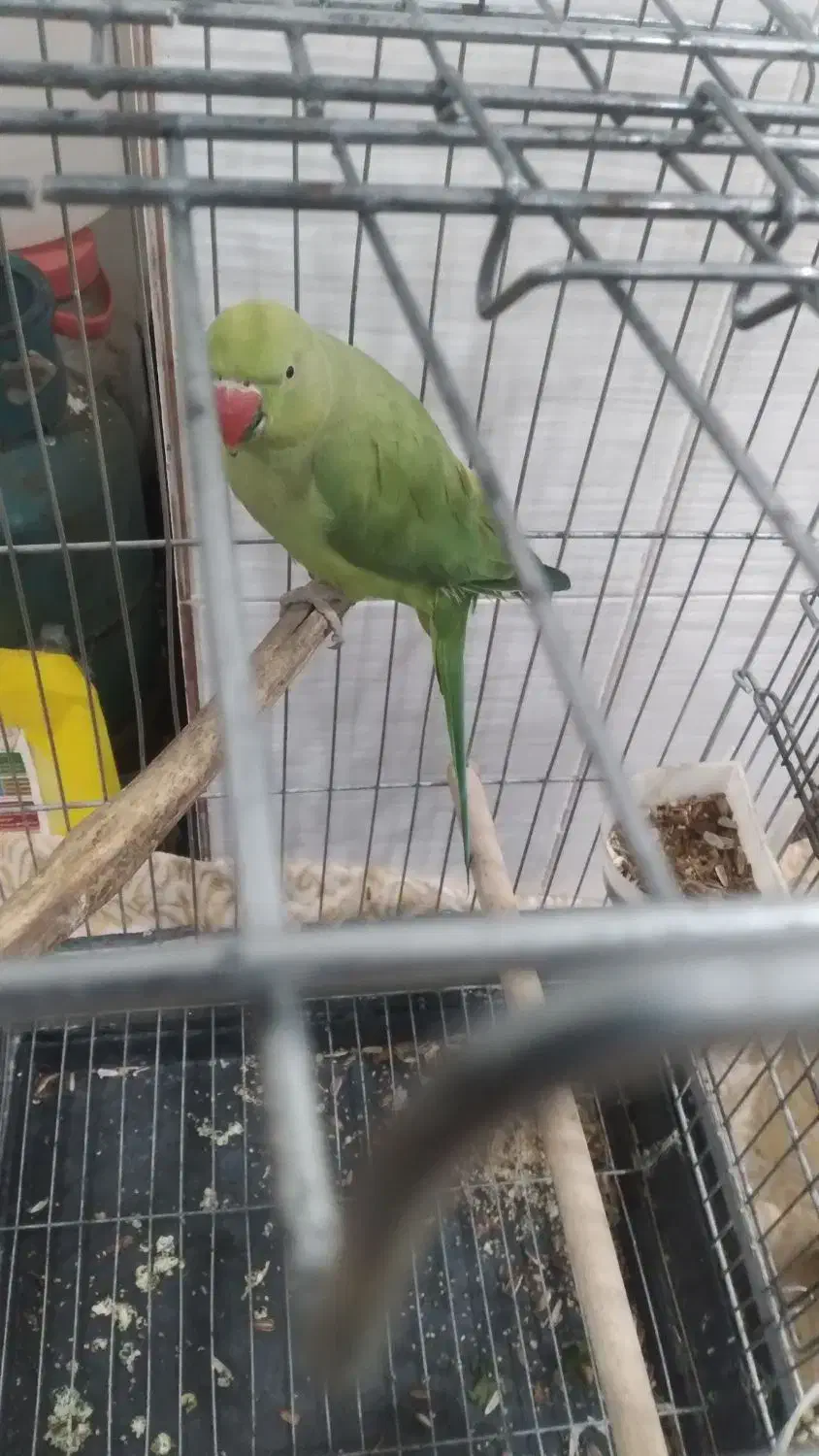 طوطی گمشده|پرنده|ایلام, |دیوار