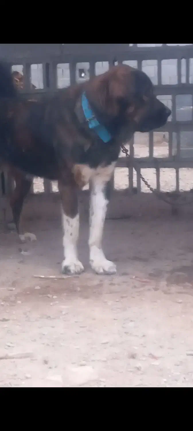 واگزاری نر ولاس|سگ|رودشت (اصفهان), |دیوار