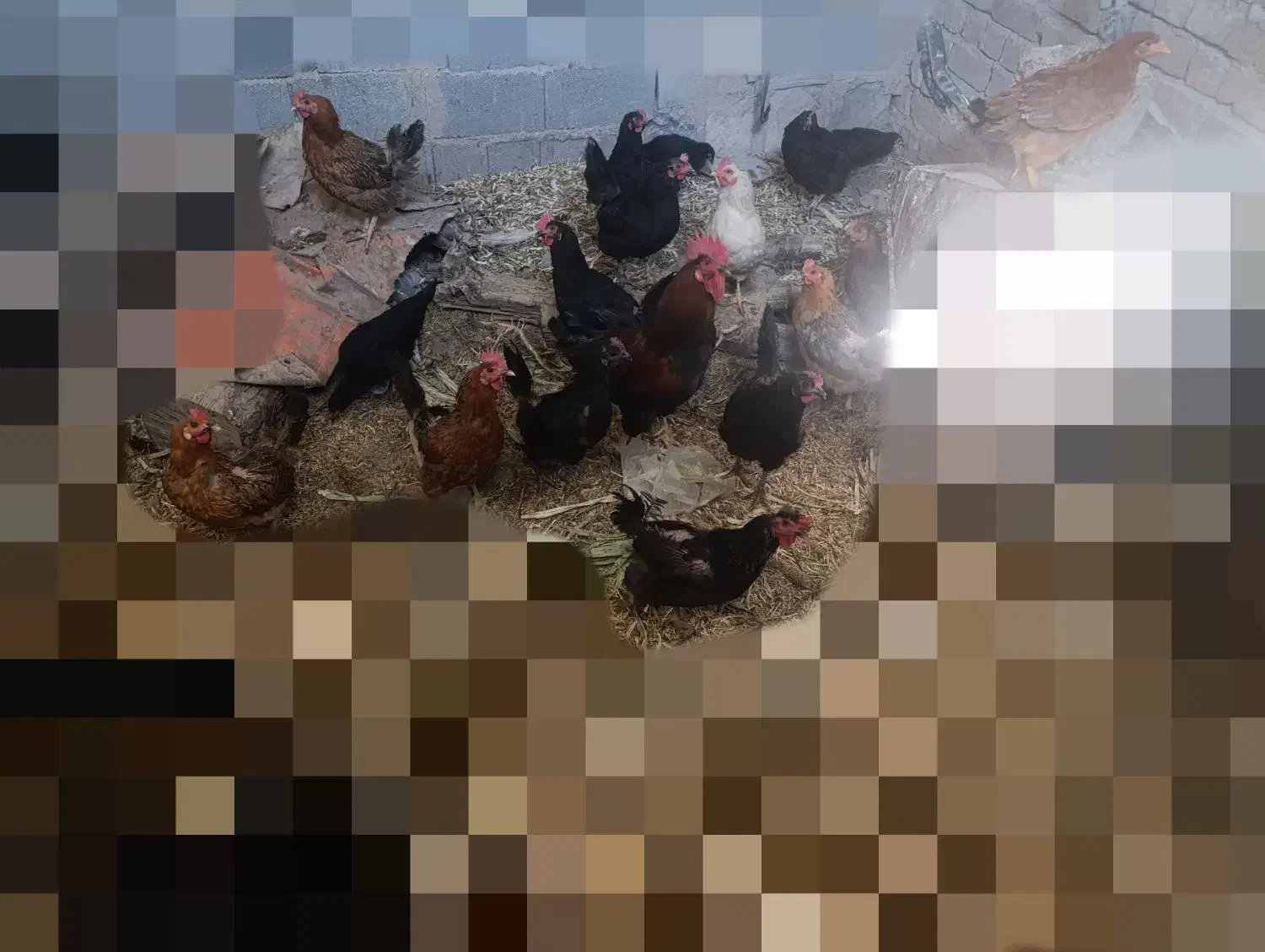 تعدادی مرغ و خروس محلی و جوجه محلی|حیوانات مزرعه|شیراز, گلکوب|دیوار