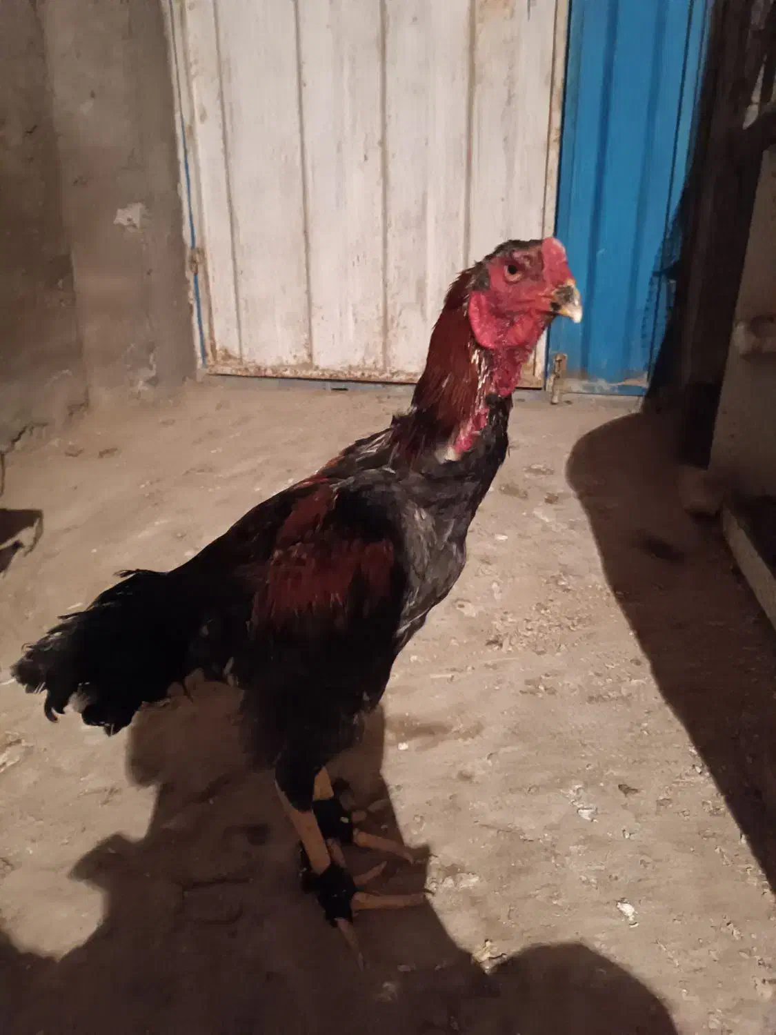 خروس لاری|حیوانات مزرعه|گنبد کاووس, |دیوار