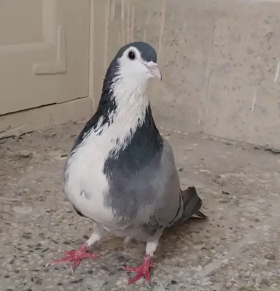 کبوتر نر سینه باز|پرنده|اصفهان, سرچشمه|دیوار