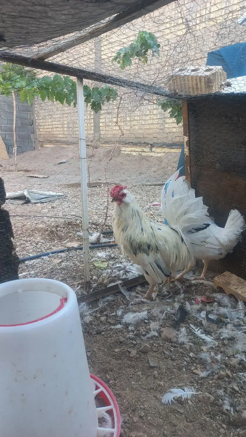 فروش تک خروس گلین کاکل ریش فول چهل تاج|حیوانات مزرعه|آباده, |دیوار