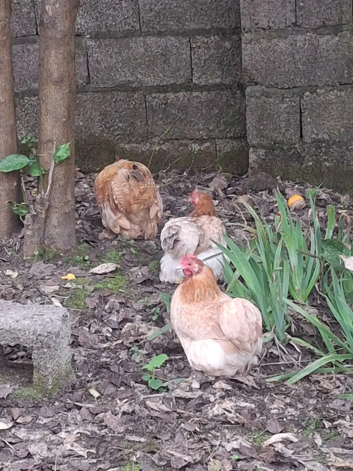 مرغ و خروس کوشین|حیوانات مزرعه|رشت, پاستوریزه|دیوار