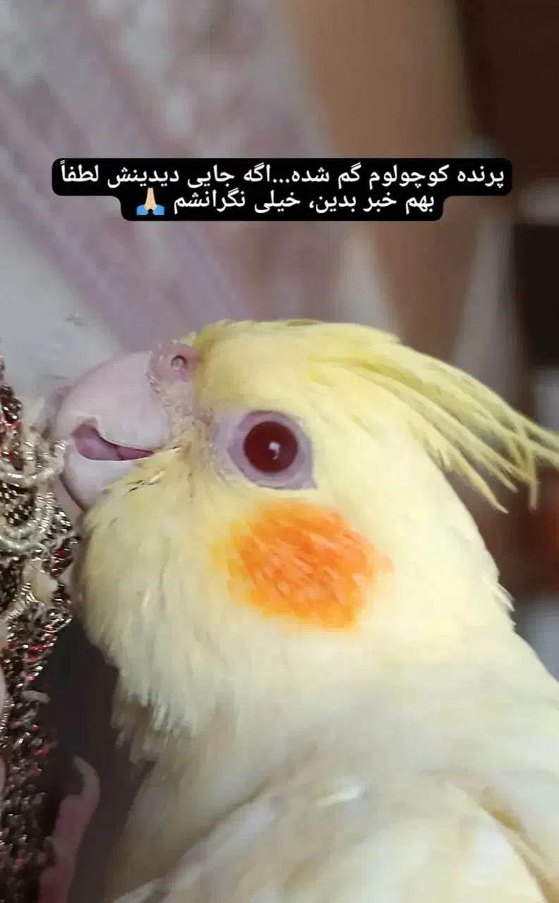 عروس هلندی گم شده محدوده محمود آباد نمونه|حیوانات|قزوین, |دیوار