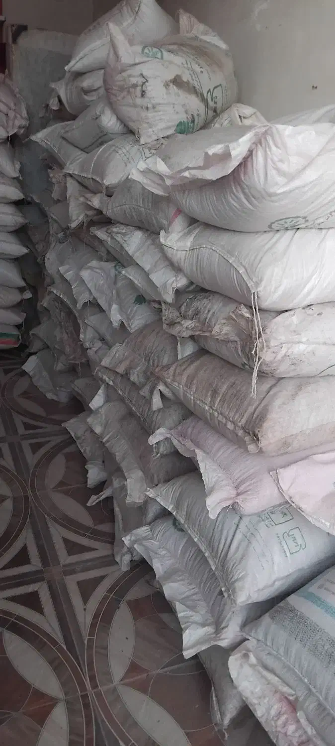 بذر گندم آراز|عمده‌فروشی|گلی داغ, |دیوار