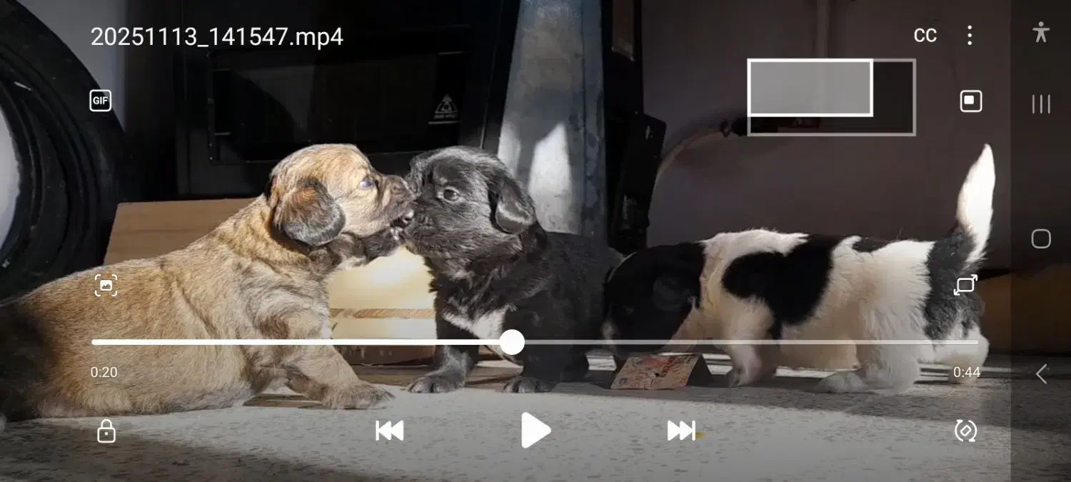 ۳قلاده توله سگ بوردر کولی پدر اصیل مادر اشپیتز|سگ|نوشهر, |دیوار