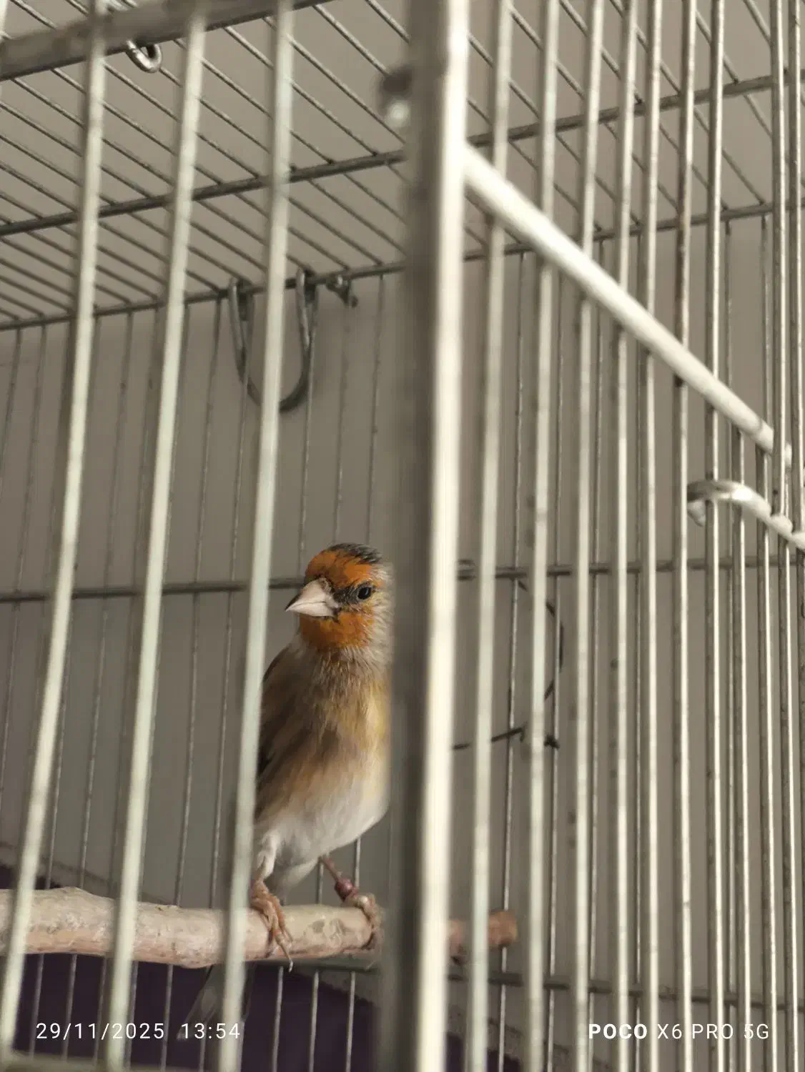 سهره قناری|پرنده|قدس, شهر‌قدس|دیوار