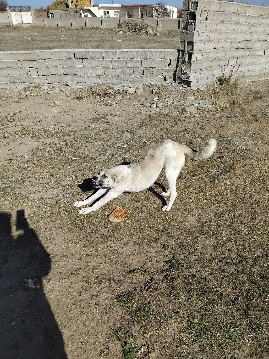 سگ ماده مناسب گله|سگ|سرعین, |دیوار