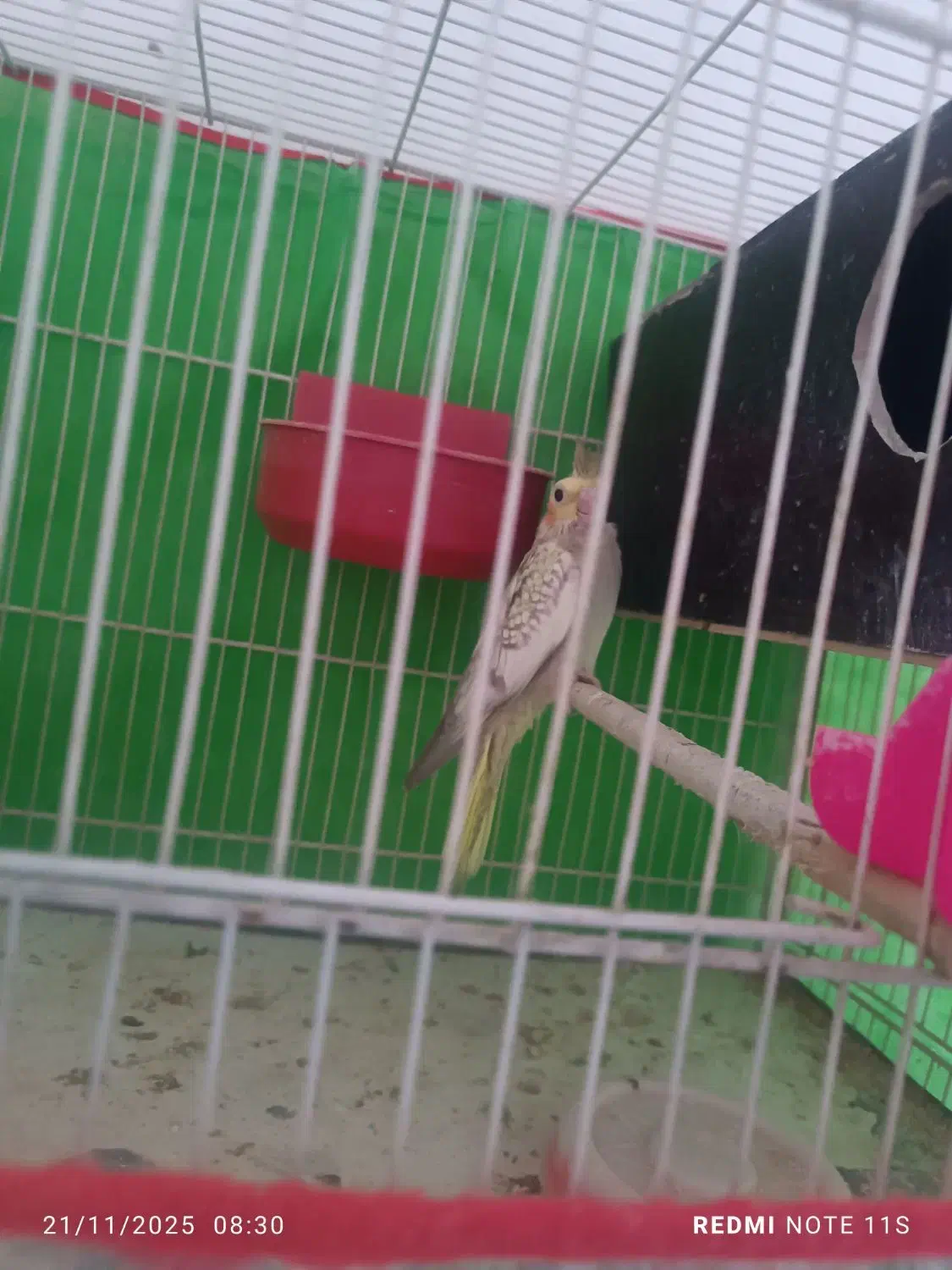 عروس هلندی|پرنده|مشهد, رده|دیوار