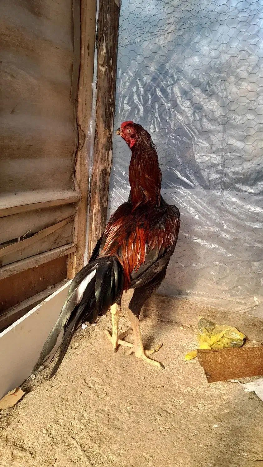 خروس لاری|حیوانات مزرعه|طاهرگوراب, |دیوار