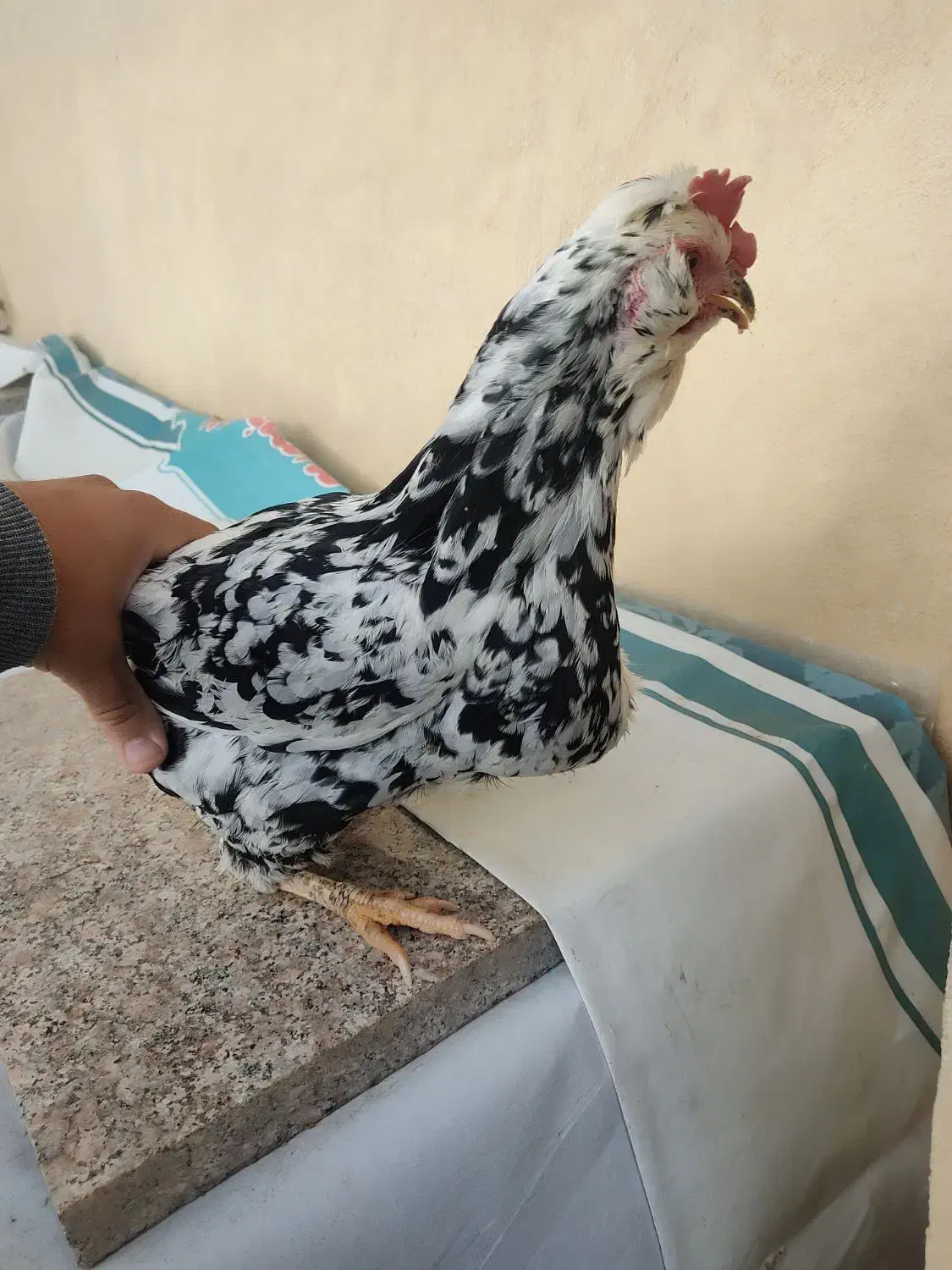 مرغ گلین|حیوانات مزرعه|شهرکرد, |دیوار