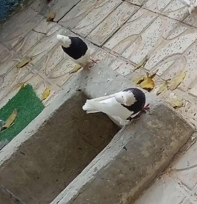 جفت طوقی سیاه بدون غلط|پرنده|سمیرم, |دیوار