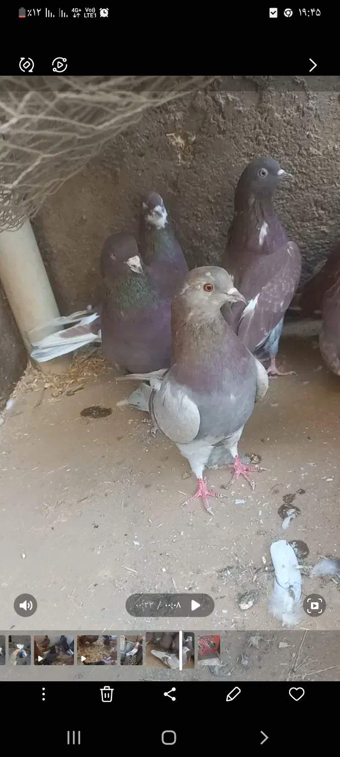 پرنده سرخ کاشونی بی نظیر|پرنده|زواره, |دیوار