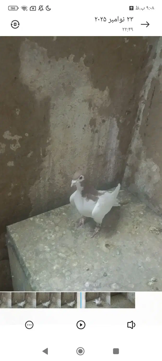 خال زرد|پرنده|شهرآباد, |دیوار