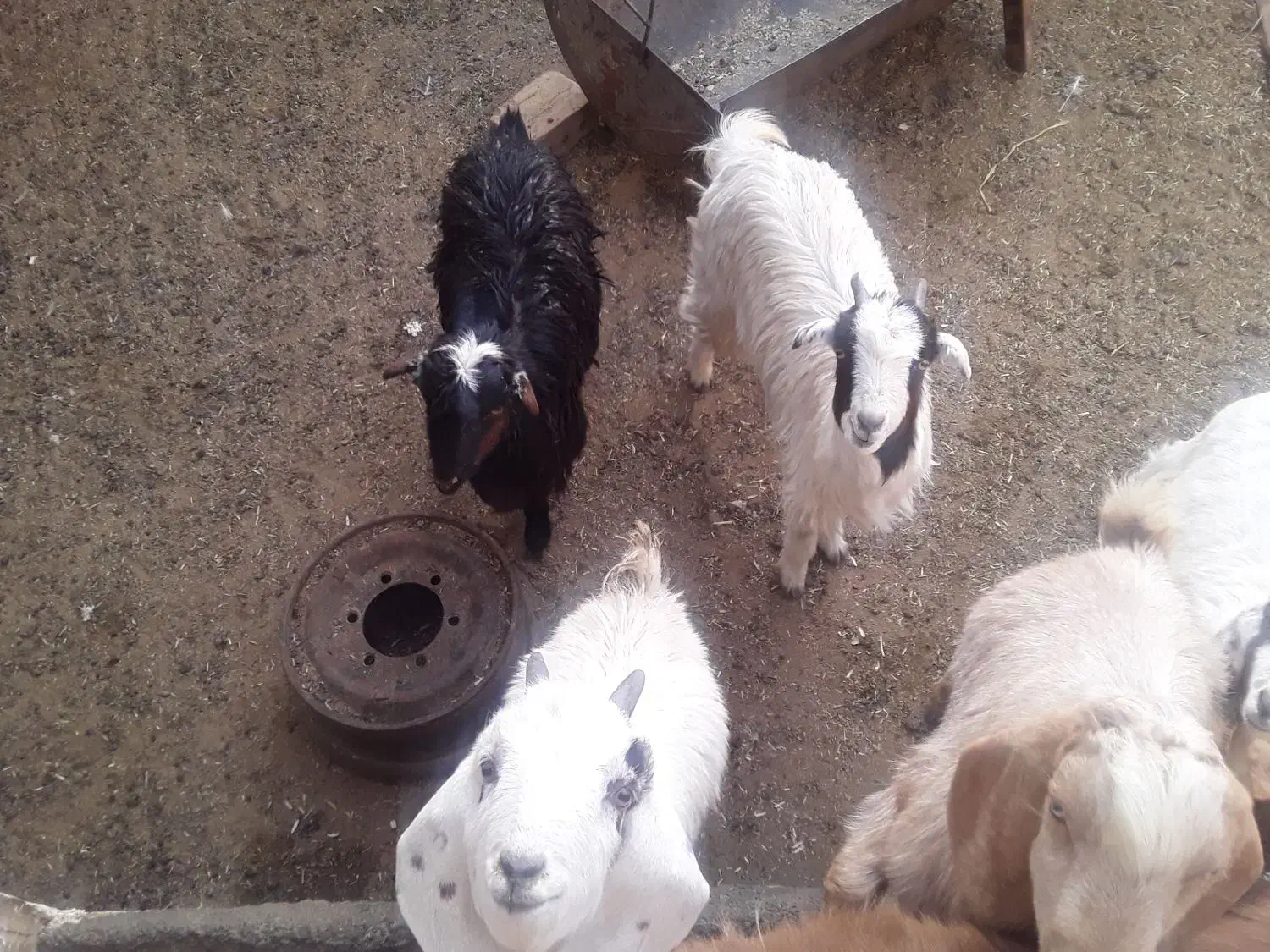 بزغاله|حیوانات مزرعه|نیشابور, چمبران|دیوار