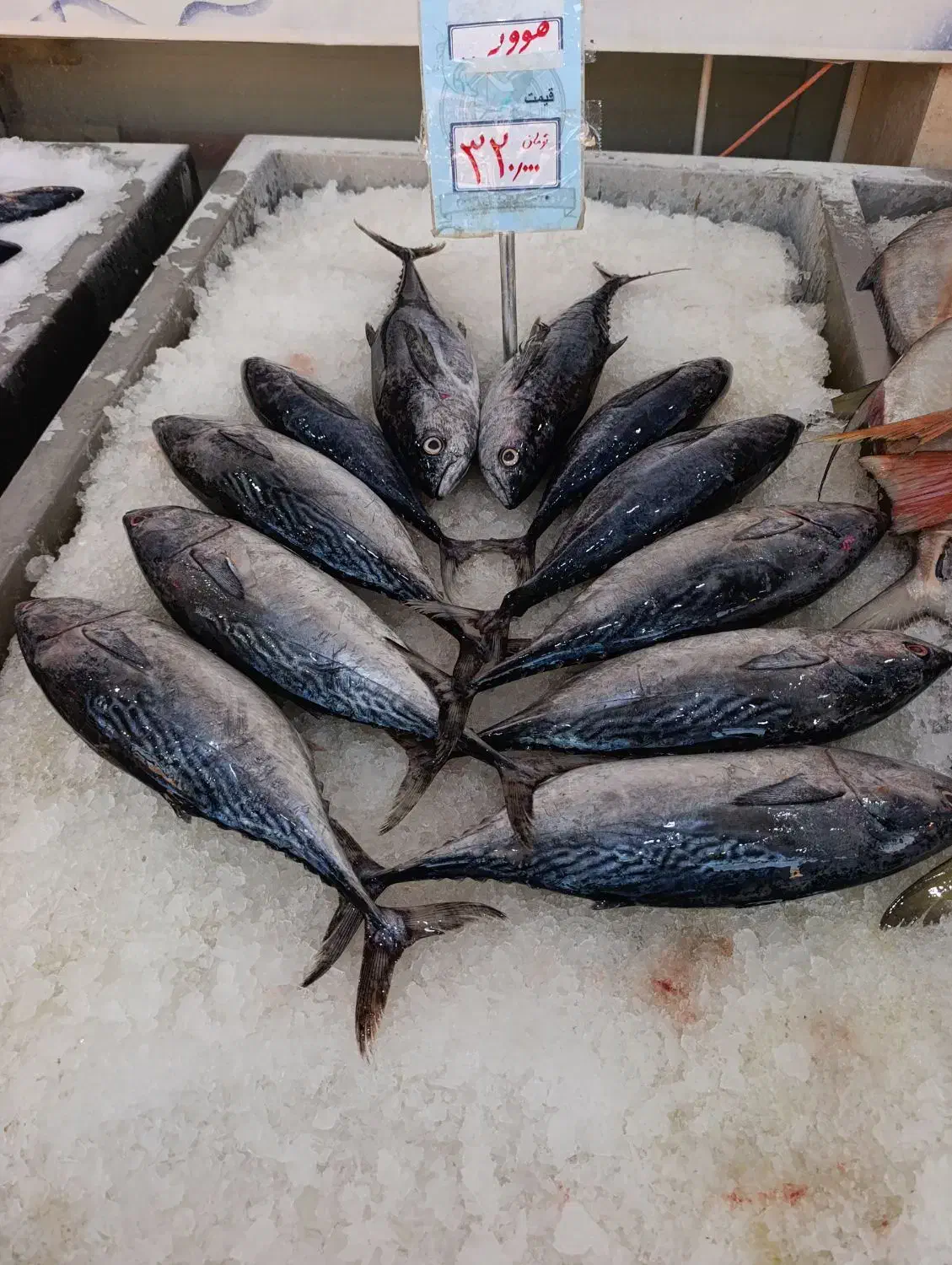 ماهی بدون استخوان جنوب|ماهی|اهر, |دیوار